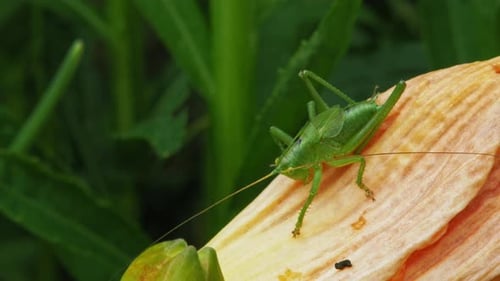 Common Grasshopper Sitting On Yellow Petal In The Garden. close up