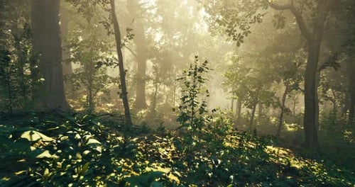 Morning Light Filters Through Trees in a Serene Forest Setting