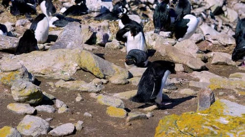 Rockhopper Penguin Jumping on Cobblestones New Island Falkland Islands.