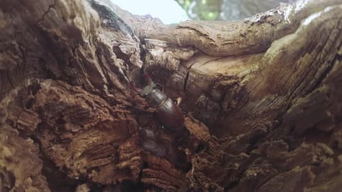 Stag Beetle on Decaying Wood in Forest