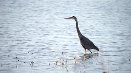 Great Blue Heron standing in the water as it hunts for fish