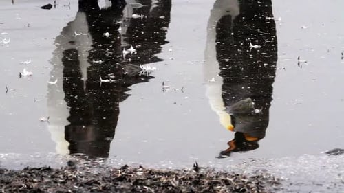 King Penguin Reflection in Water on Damp Ground