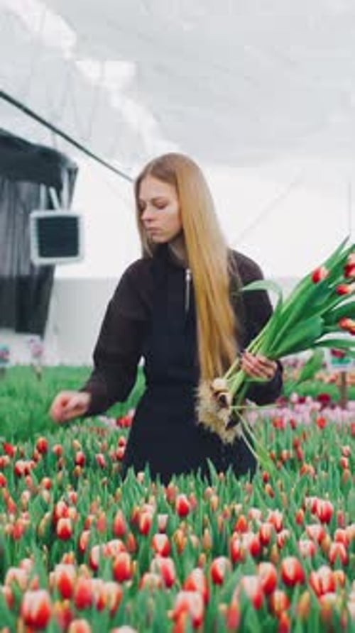 Greenhouse Worker Attractive Woman Works on Harvesting Tulip Flowers Grown Using Hydroponics