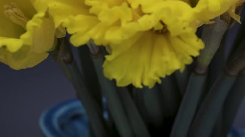 Yellow daffodils.Drops and splashes on daffodils close-up. Black background. In move.