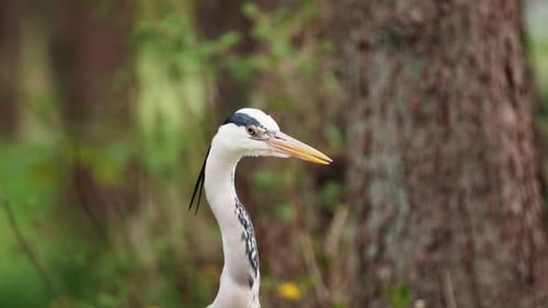 Grey heron turning his head to search for food in the forest of copenhagen