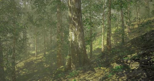 Sunlight Filters Through Trees in a Serene Forest Landscape During Daytime