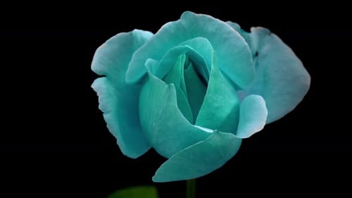 Close Up of Decaying Cyan Rose on Black