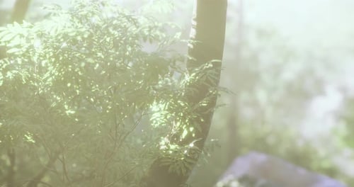 Morning Light Gently Filters Through Lush Foliage in a Serene Forest Setting