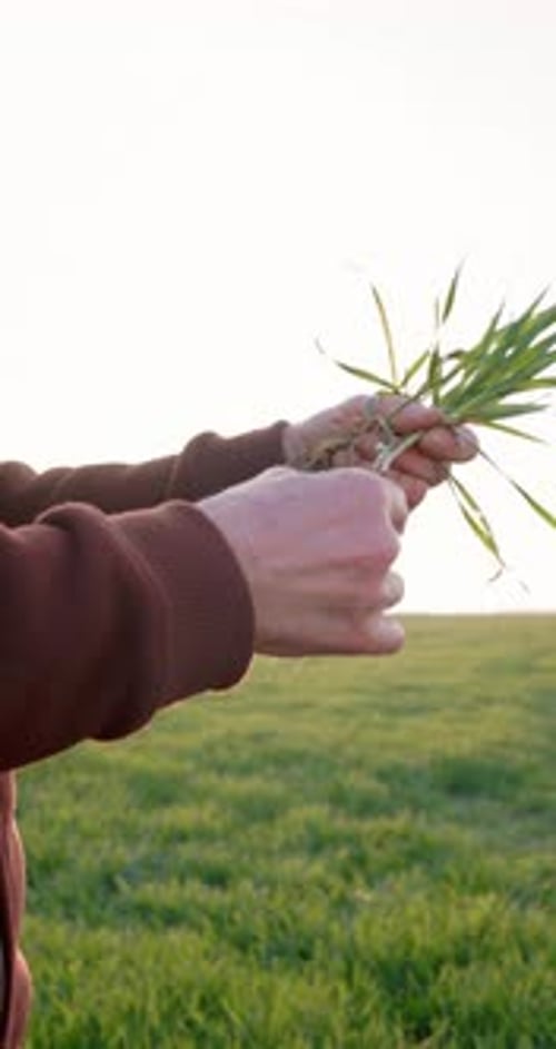 Hand of Expert Farmer Checking Roots Health After Growth a Seed of Vegetable or Plant Seedling