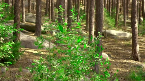 Lush Green Forest with Sunlight and Tall Trees