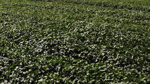 Lush Soybean Field Bathed in Sunlight Agriculture and Crop Cultivation