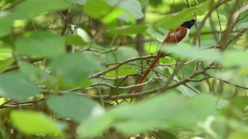 Asian Bird of paradise male in forest