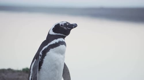 A Beautiful Magellanic Penguin By The Patagonian Coast Standing And Checking His Surroundings - Clos