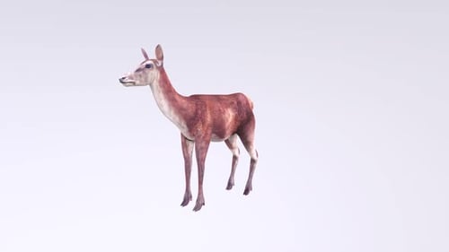 Female Deer 3d animal rotating loop