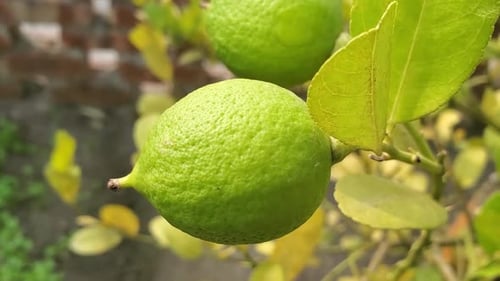 Close Up of Green Lemons Growing on Tree