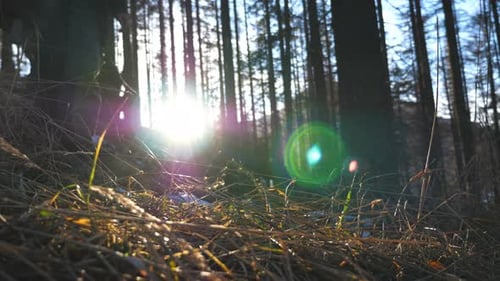 Male Tourist with Backpack Walks Down on Slope of Pine Forest with Sunlight at Background Young