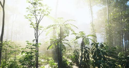 Sunlight Filters Through Lush Trees in a Vibrant Forest at Dawn