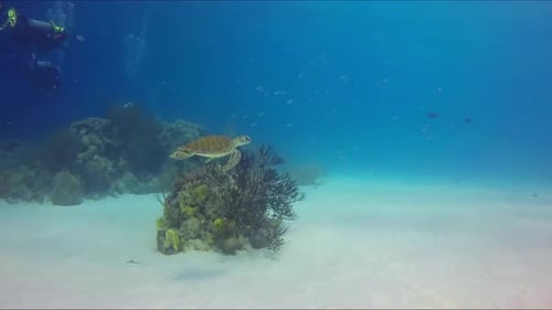 A sea turtle swims close to the bottom of the sea. At the backstage group of scuba divers exploring