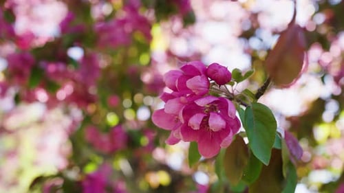 Sakura Cherry Blossom Flower rustling on a Sunny Day. Slow motion low angle.