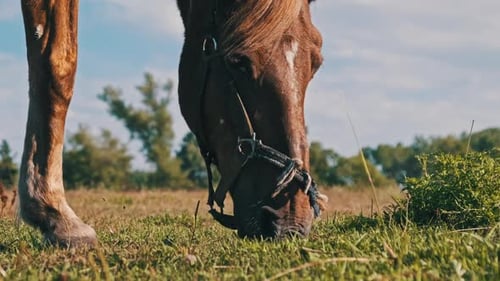 Brown Harnessed Horse Grazes on a Green Field in Slow Motion