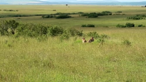 Establishing shot of two cheetahs lying in the grass on the green plains of Africa.