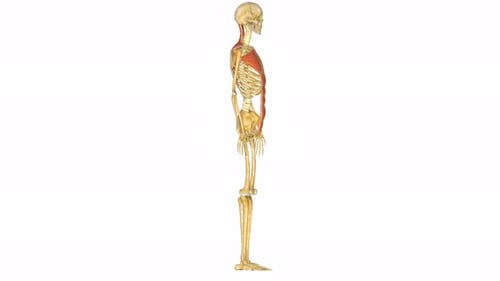 3D Human Skeleton and Muscular System Rotating View