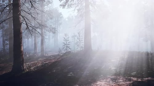 The Sun Shines Through the Trees in a Foggy Forest