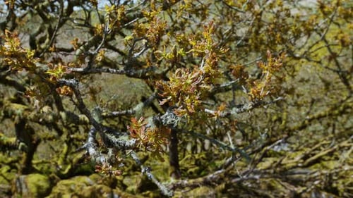 Moss and lichen covered branches of Wistman's Wood oakwood forest trees