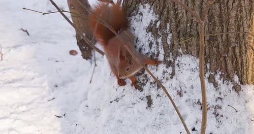 A forest squirrel sits on the trunk of a tree covered with snow in winter.