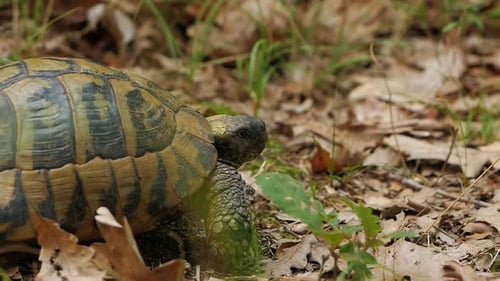 Nahaufnahme einer wilden Schildkröte, die in ihrem natürlichen Waldhabitat durch trockene Blätter und Gras kriecht