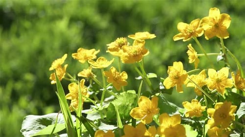Gelbe Blumen, Sumpfdotterblume, Caltha Palustris, bewegt sich im Wind, im frischen Grün, im Frühling, in der Natur
