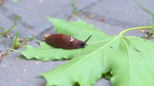 Close-up of crawling slug
