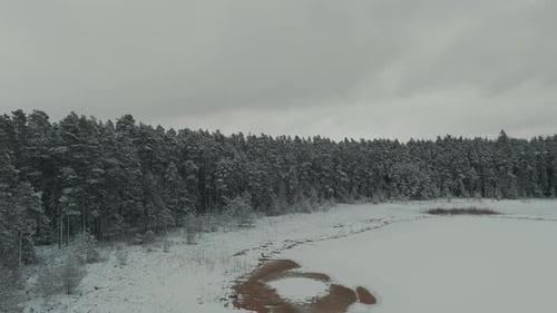 Early and Cold Winter Evening With a Snowy Forest.