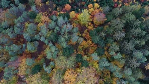 Aerial top down view of autumn forest with green and yellow trees. Mixed deciduous and coniferous fo