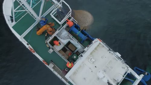 Zoom Out of a Commercial Fishing Ship where People processing the Fish. Top down view.