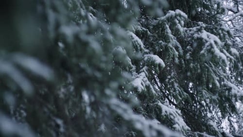 Closeup of spruce branches in heavy snow precipitation. Smooth pan movement.