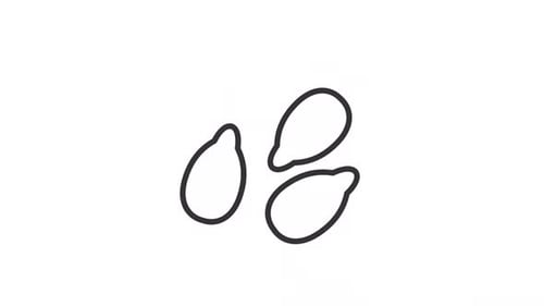 Animated Outline Seed Icons Loop