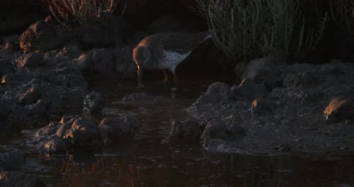 Common redshank redshank, the Camargue, France