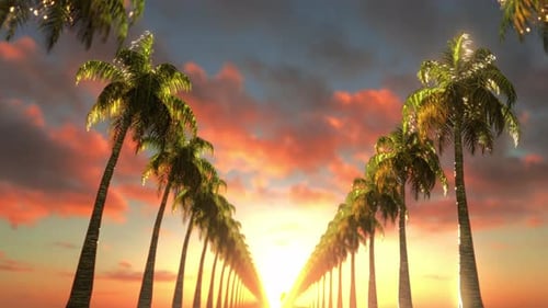 Palm Avenue Sunset Loop