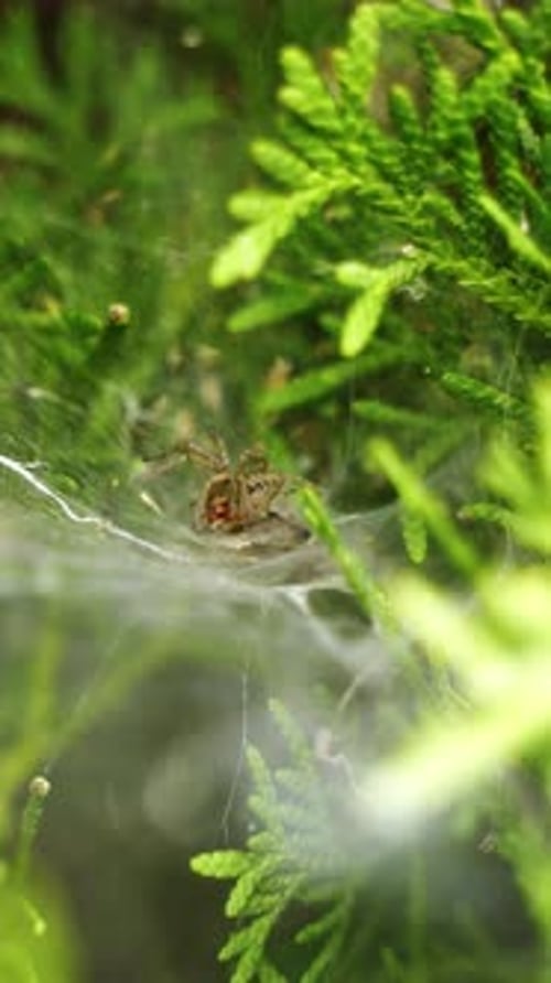 Spinnennetz auf grünem Baum. Nahaufnahme von Spinnennetz mit wartender
Spinne
