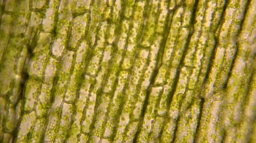 Mikroskopische Chloroplasten, die mit Chlorophyll grün gefärbt sind, bewegen sich in Pflanzenzellen.