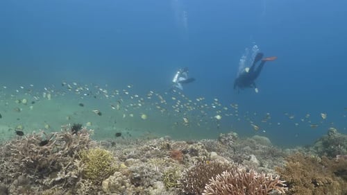 Two scuba divers with little fish swimming in the foreground in