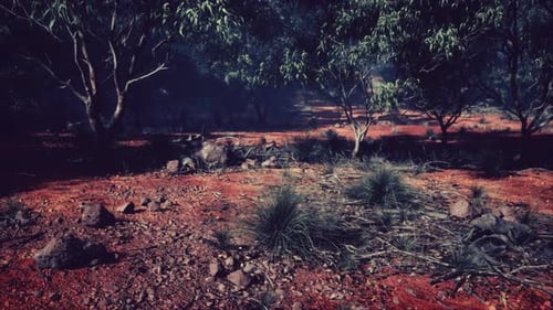 Slow Camera Movement Through a Dark Forest Landscape