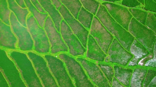 Aerial view of farm in rice field for cultivation