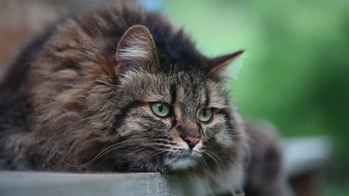 Close Up of Fluffy Brown Cat Outdoors
