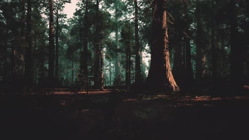Calm Early Morning Scene in Sundrenched Pine Trees with Soft Light