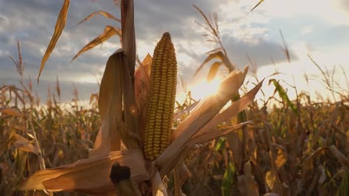 Golden Corn in a Rural Field at Sunset