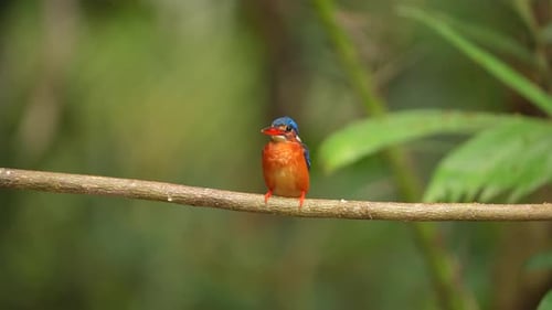 Alcedo meninting or Blue-eared Kingfisher, small beautiful colored kingfisher from Asia river banks,