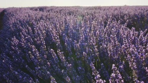 Blooming lavender fields with blue lavender flowers.