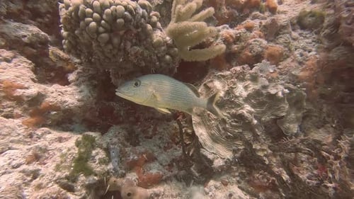 Primer plano de un pez amarillo escondido en un arrecife de coral